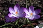 Purple Crocus